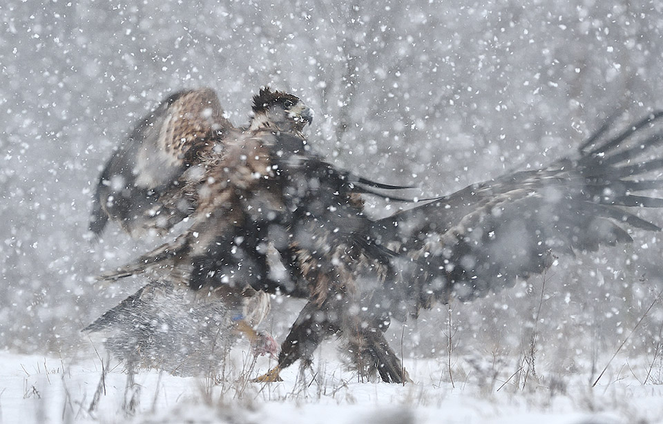 White tailed Eagle fight by Magnus Nyman